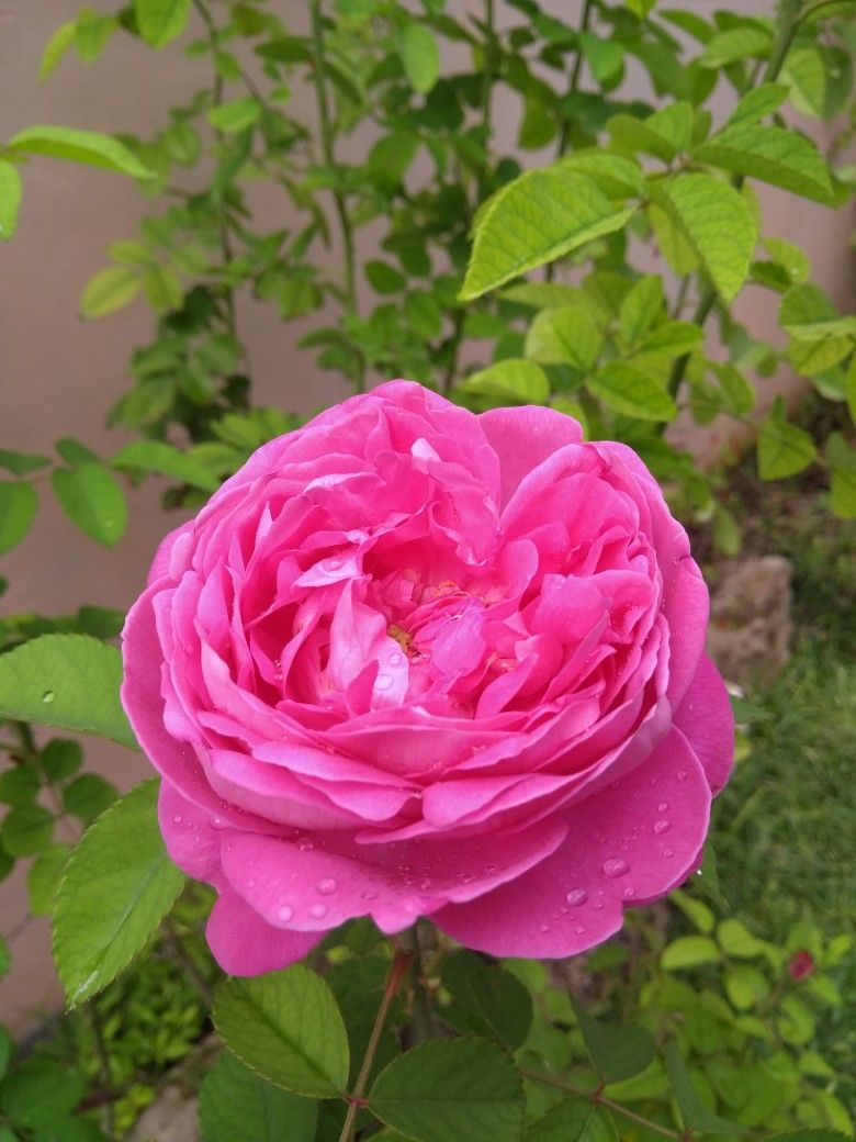 Acondicionador solido de rosas 90 gr